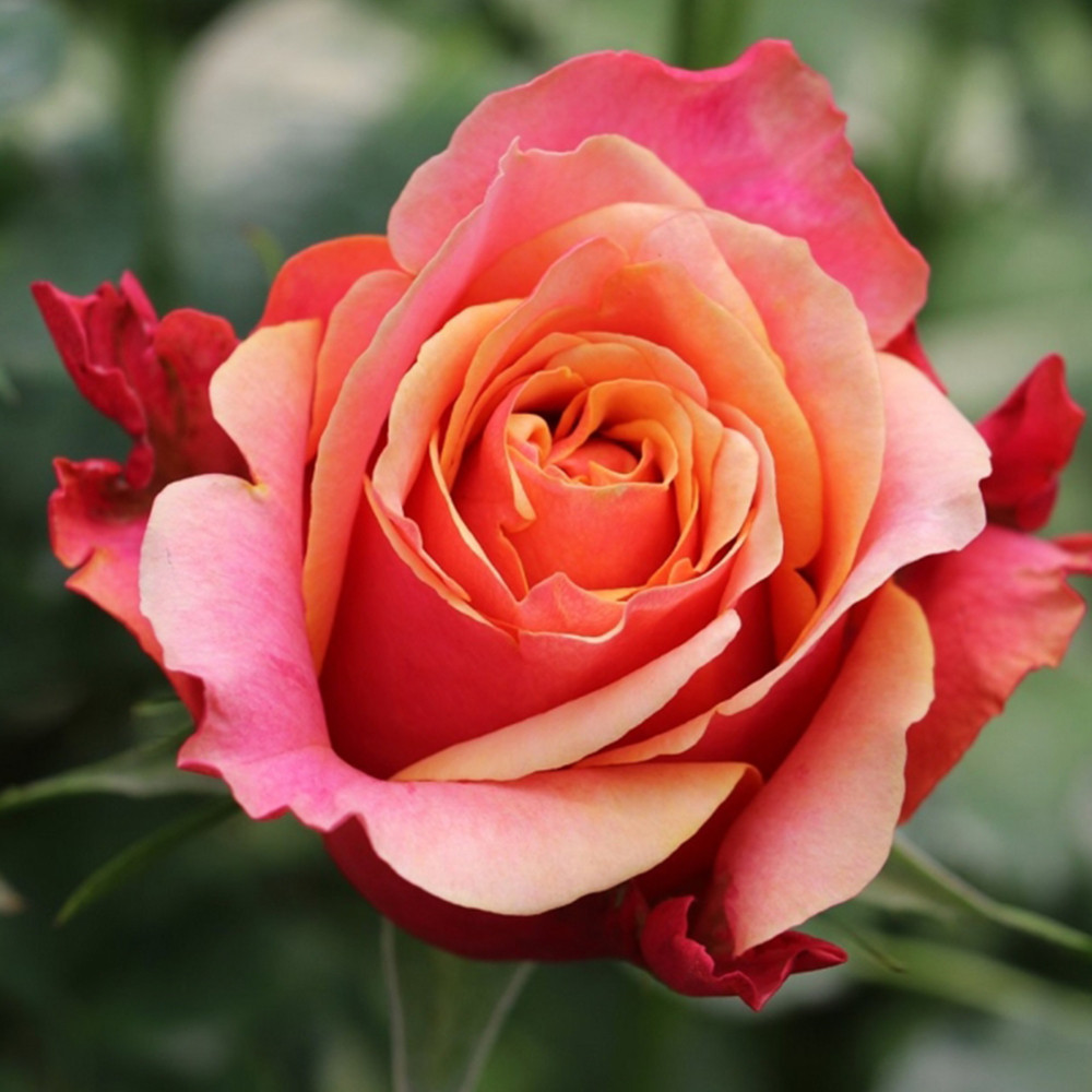 Саджанці чайно-гібридних троянд Черрі Бренді (привитий) Чернівці - фото 1