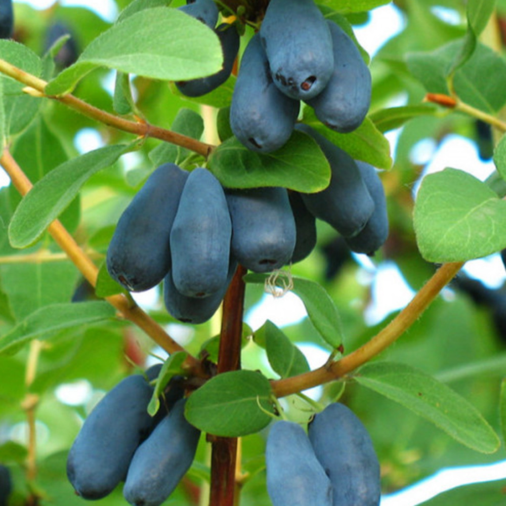 Саженцы жимолости Бореал Близзард - 3-летний Черновцы - изображение 1