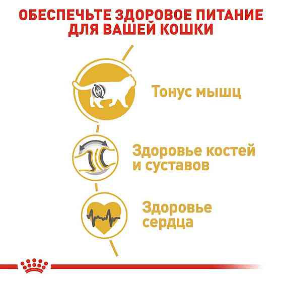 Royal Canin British Shorthair Adult (Рояв Канін Брітіш Шортхайр) корм для кішок британська короткошерсна 4 кг. Запоріжжя