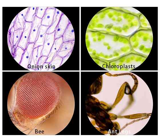Портативний мікроскоп з підсвічуванням білого кольору Київ