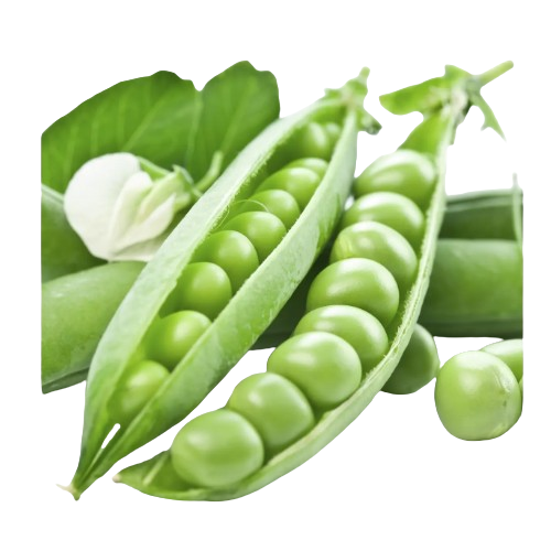 Горох овочевий Преладо 20шт Професійне насіння Житомир