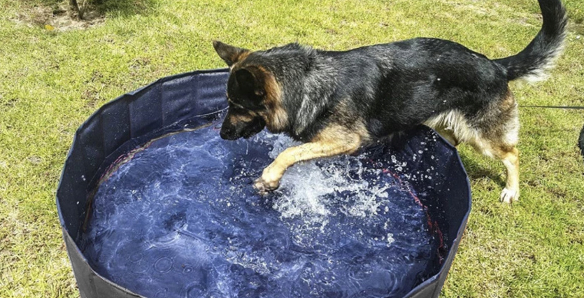 Басейн для собак XL 120x30см Purlov (Польща) Київ - фото 7