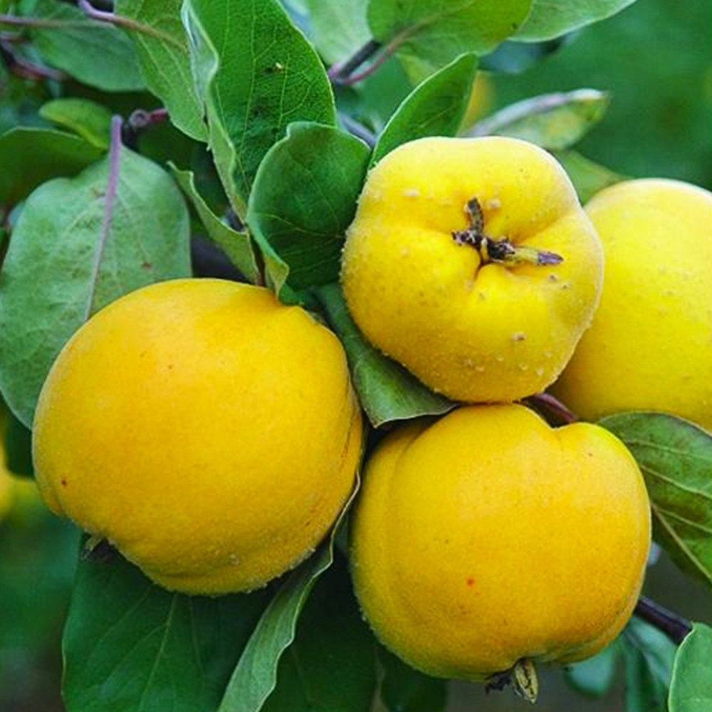 Саджанці айви Золотиста (привитий) - 2-річний Чернівці - фото 2