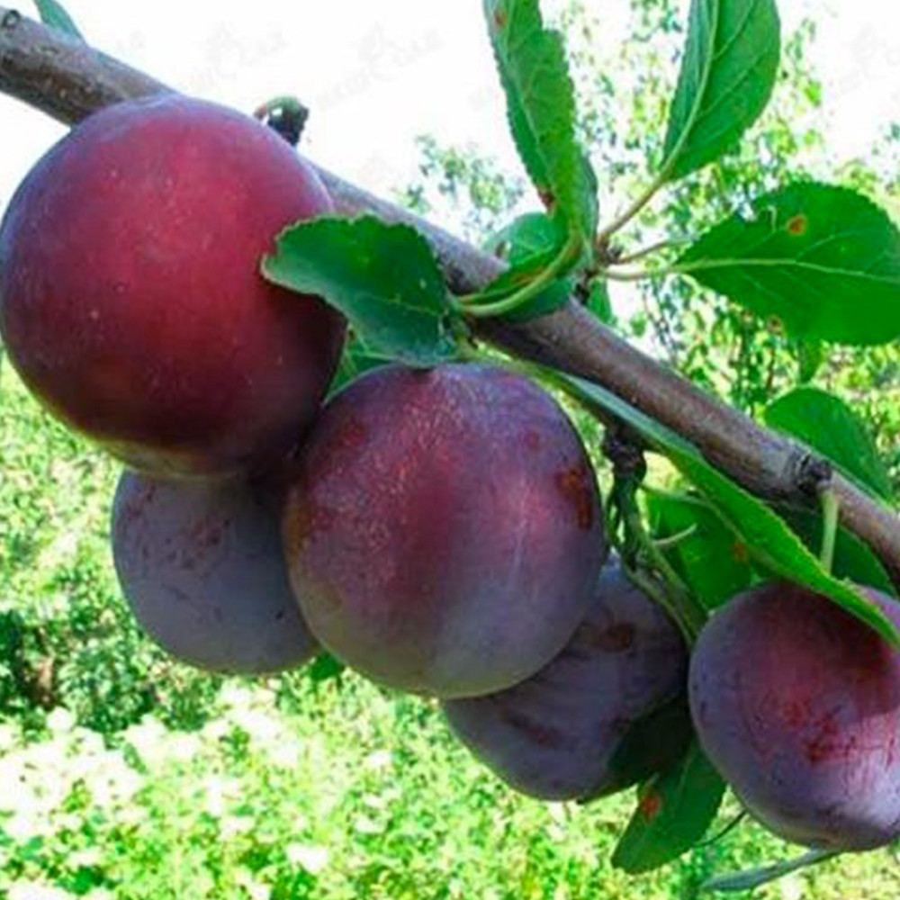 Саджанці сливи Кишинівська Рання (привитий) - 2-річний Чернівці - фото 1