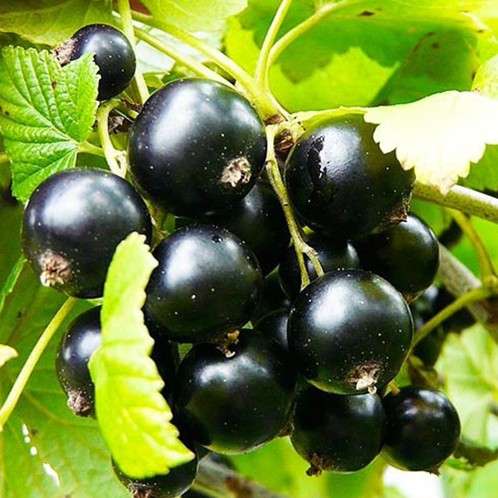 Саженцы смородины Краса Львова Черновцы - изображение 1