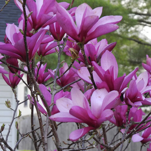 Саженцы магнолии Рикки (привитый) - 3-летний Черновцы - изображение 1