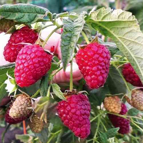 Саджанці малини Червоний Ангел (черенкований) - 1-річний Чернівці