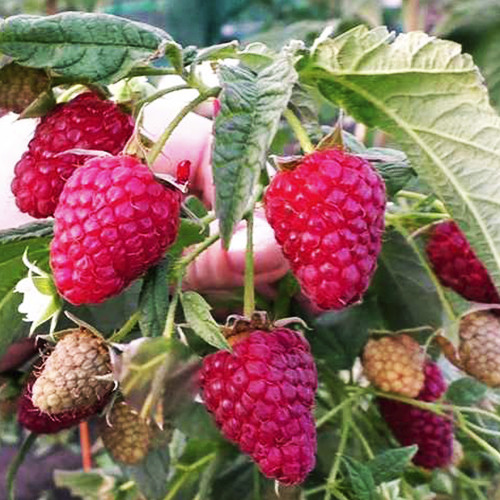 Саджанці малини Червоний Ангел (черенкований) - 1-річний Чернівці - фото 1