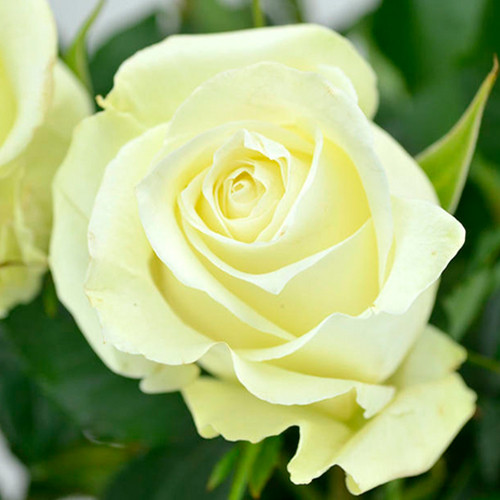 Саджанці троянд Вайт Наомі (привитий) - 2-річний Чернівці - фото 1