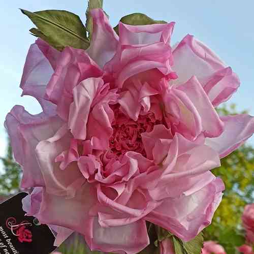 Саджанці троянд Натхнення (привитий) - 2-річний Чернівці