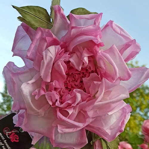 Саджанці троянд Натхнення (привитий) - 2-річний Чернівці - фото 1