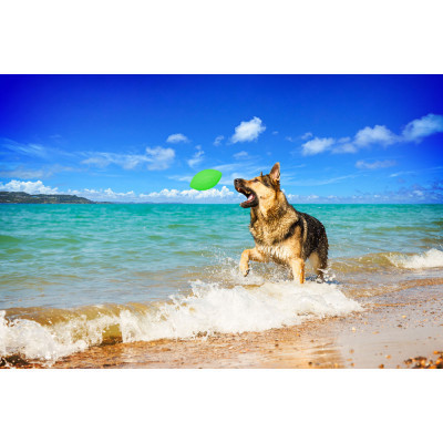 Игрушка для собак Collar PitchDog мяч для апорта d:9 см салатовый (62415) Винница - изображение 3