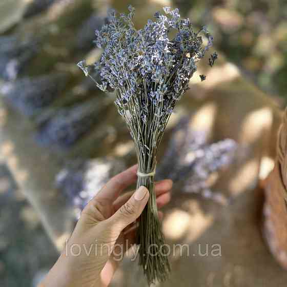 Цветы лаванды в пучке 70-90 шт до 30 см Ирпень