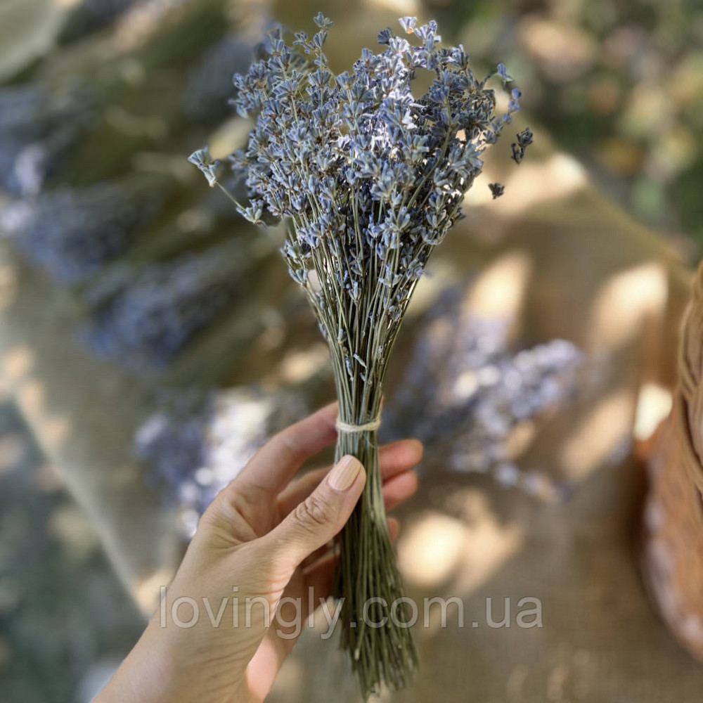 Цветы лаванды в пучке 70-90 шт до 30 см Ирпень - изображение 3