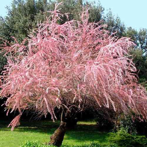 Саджанці тамариксу Гальський (черенкований) - 1-річний Чернівці