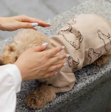 В'язаний светр для маленьких і середніх собак Dogs Bomba унісекс капібара бежевий Одеса