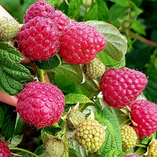 Саджанці малини Зева (черенкований) - 1-річний Чернівці - фото 1