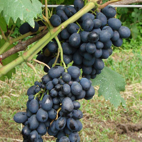 Саженцы винограда Ришелье (черенкованный) - 2-летний Черновцы - изображение 1