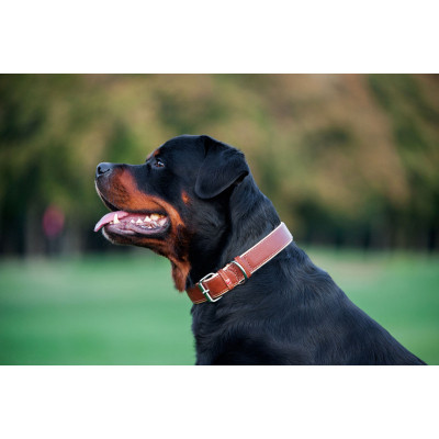 Ошейник для животных WAUDOG Soft с QR паспортом M Ш 25 мм Д 38-49 см коричневый (7203) Винница - изображение 6