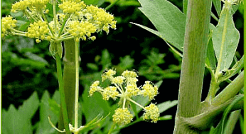 Любисток лікарський (Любисток лекарственный) 100г master sem Київ