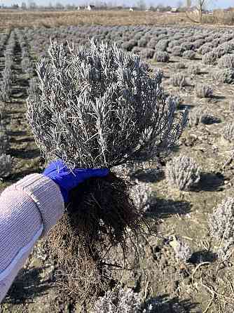 Лавандин Edelweiss, лаванда белого цвета горшок Р9 Ирпень