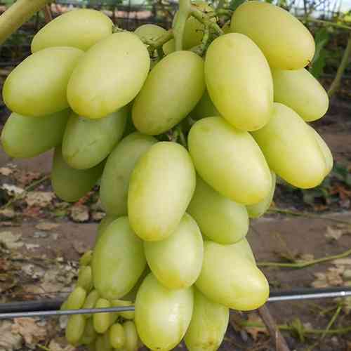 Cаджанці винограду Ілларія (черенкований) - 2-річний Чернівці