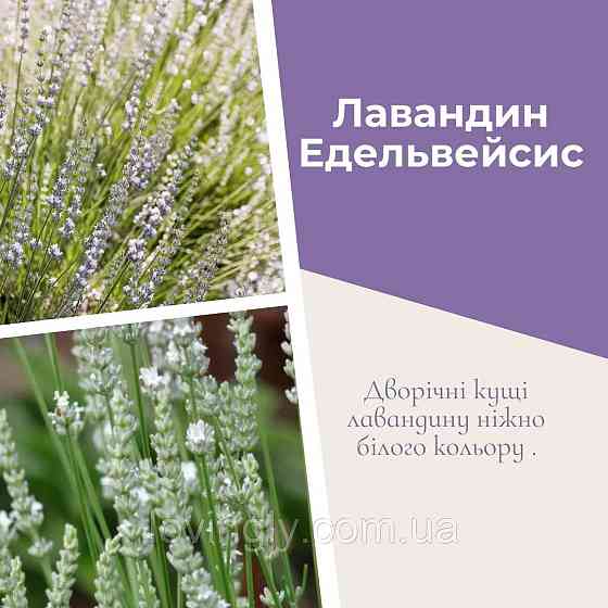 Дворічний кущик лавандину білого кольору  Едельвейс Edelweiss  діаметр до 20 см Ірпінь