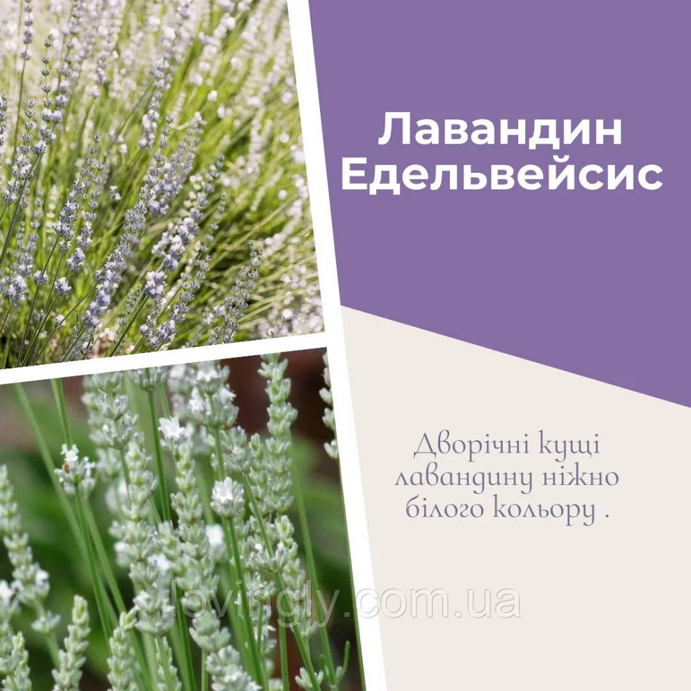 Дворічний кущик лавандину білого кольору  Едельвейс Edelweiss  діаметр до 20 см Ірпінь - фото 1