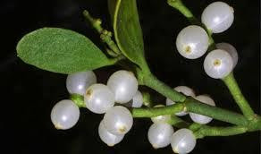 Плоди омели білої свіжі (Плоды омелы белой, свежие) 100г master sem Киев - изображение 1