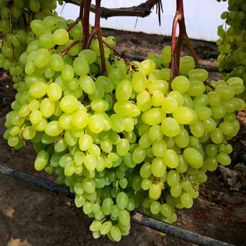 Саженцы винограда Соломия (черенкованный) - 2-летний Черновцы