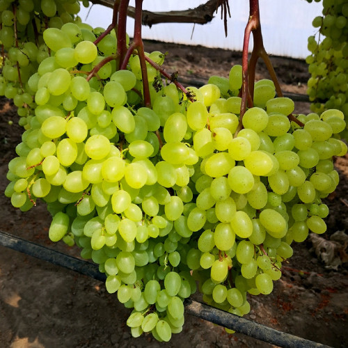 Саженцы винограда Соломия (черенкованный) - 2-летний Черновцы - изображение 1