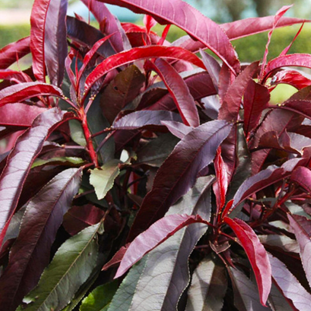 Саджанці колоновидного персика на штамбі Червонолистий (привитий) Чернівці - фото 1