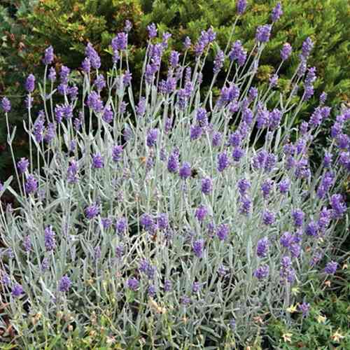 Саженцы лаванды Сильвер Мист (черенкованный) - 1-летний Черновцы