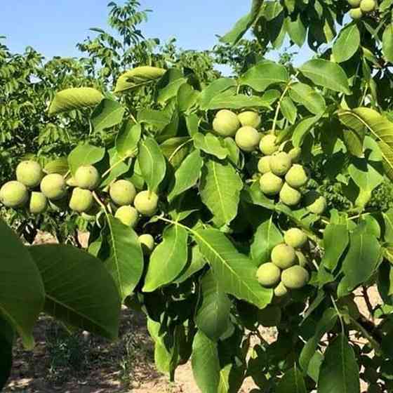Саджанці грецького горіха Іван Багряний - 2-річний Чернівці