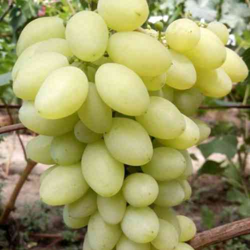 Саженцы винограда Кашемировый Туман (черенкованный) - 2-летний Черновцы