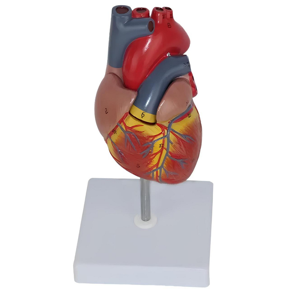 Анатомічна модель серця людини RESTEQ 1:1 — розбірна модель для вивчення будови та кровообігу Київ - фото 3