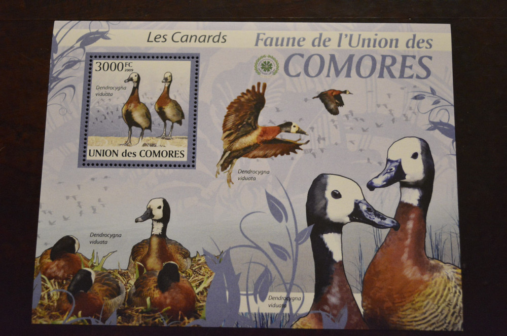 Коморы. Фауна. 2009 год (А) Полтава - изображение 1