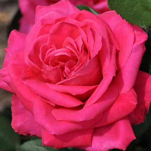 Саженцы роз Мария Каллас (привитый) - 2-летний Черновцы