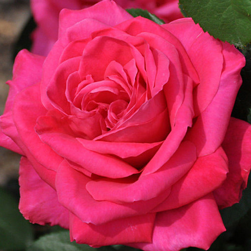 Саджанці троянд Марія Каллас (привитий) - 2-річний Чернівці - фото 1