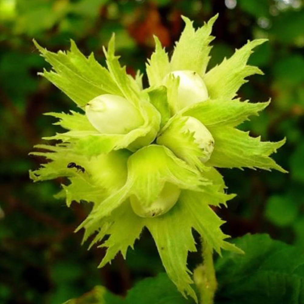 Саджанці фундука Галле (відводок) - 3-річний Чернівці - фото 2