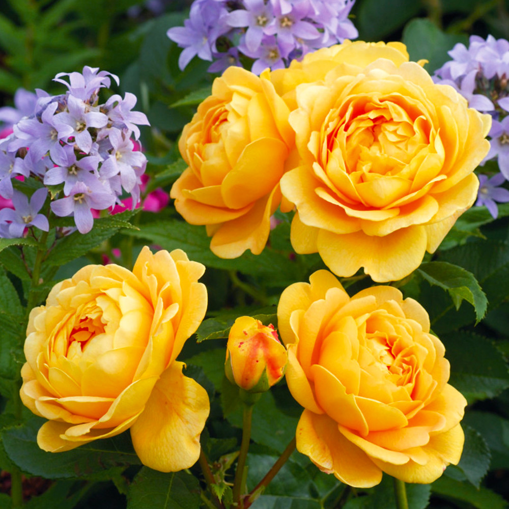 Саджанці англійських піоноподібних троянд Голден Селебрейшн (привитий) Чернівці - фото 1