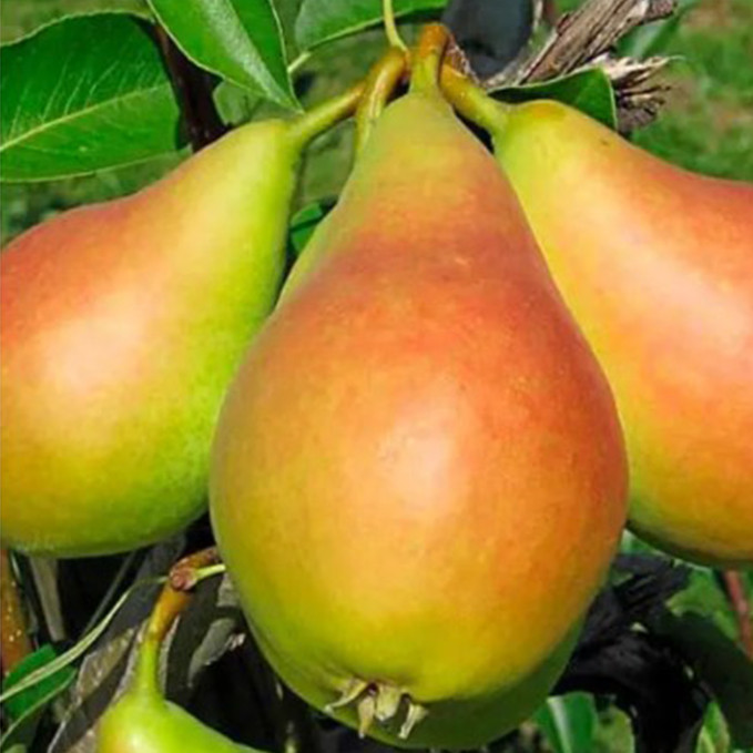 Саженцы груши Роксолана (привитый) - 2-летний Черновцы - изображение 1