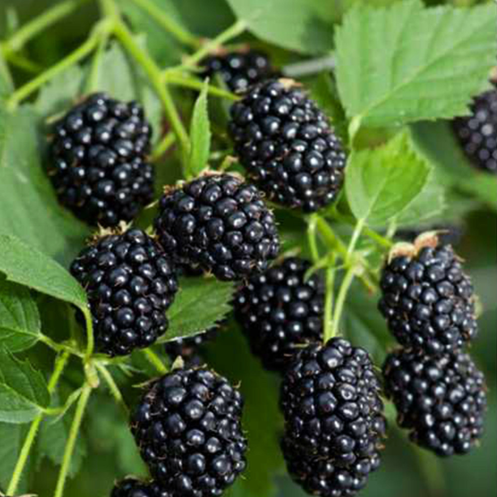 Саджанці ожини Рубен - 2-річний Чернівці - фото 2