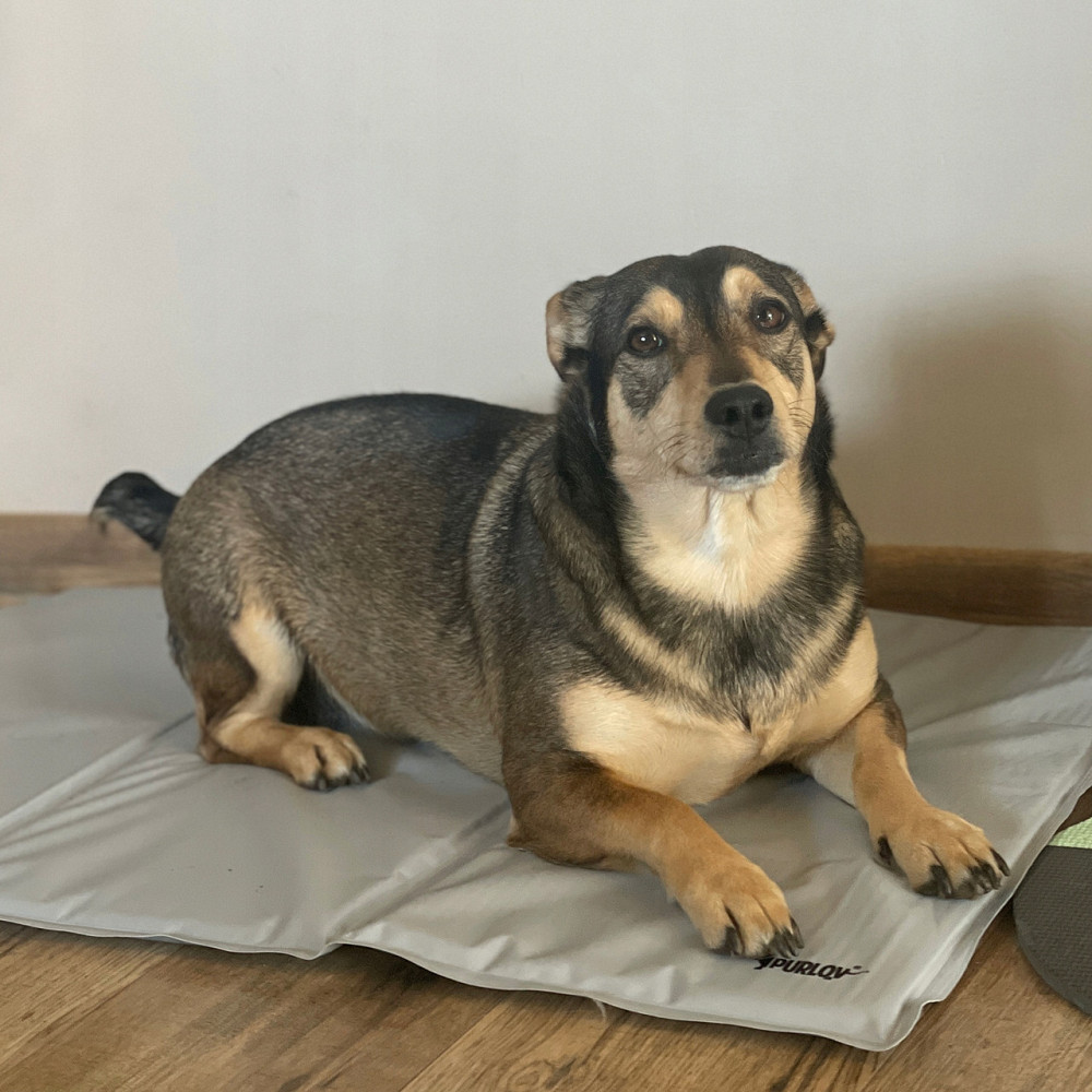 Охлаждающий гелевый коврик для домашних животных 90х50 см Purlov (25531) Grey Нововолынск - изображение 7