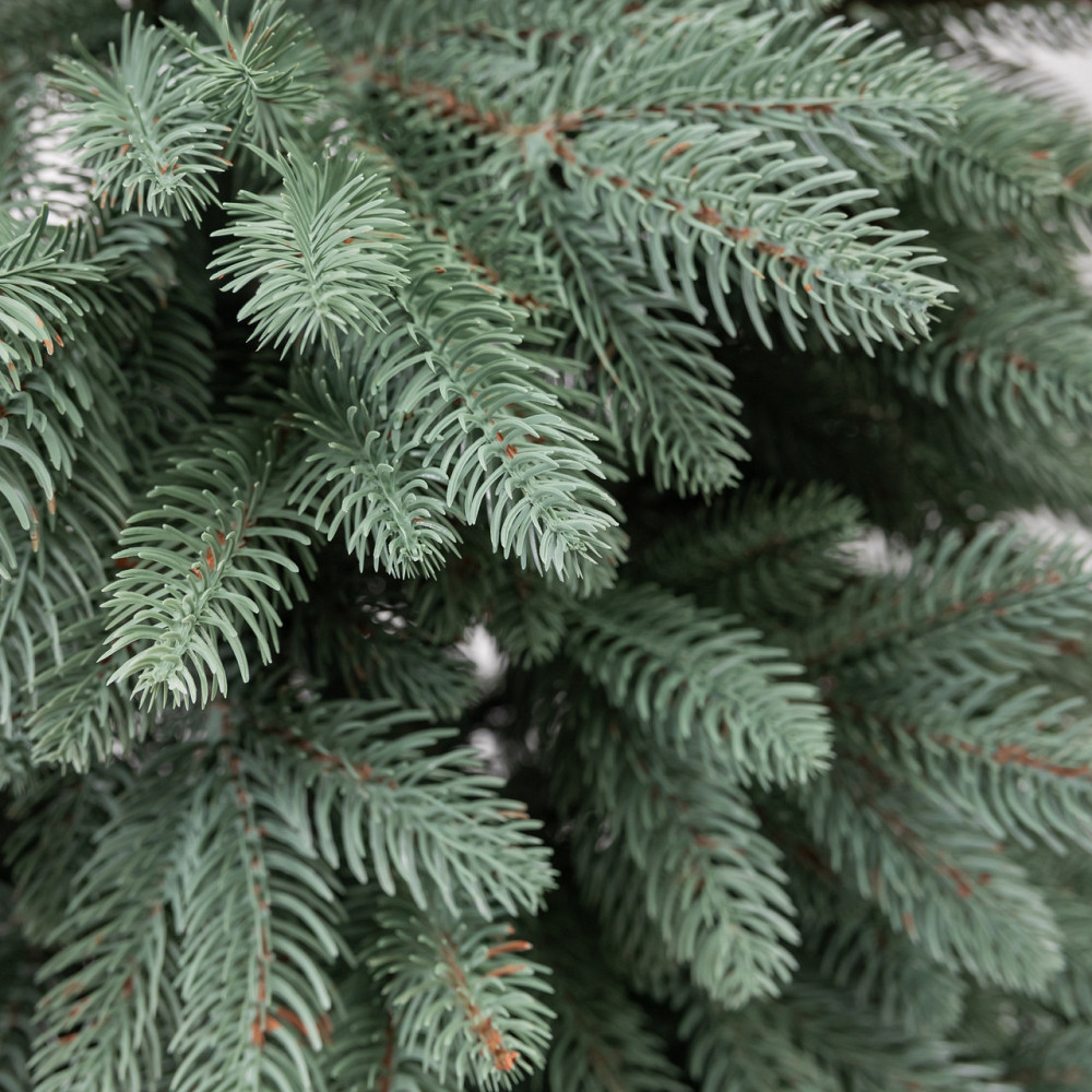 Литая искусственная елка 1.8 м голубая Шепетовская Премиум KOS-SHPBL18 Киев - изображение 8