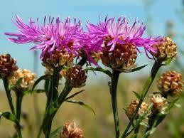 Волошка лучна (трава) (Василек луговой) 100г master sem Киев - изображение 1