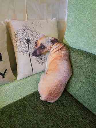 М'яка подушка-іграшка Аліна собака 3D Київ