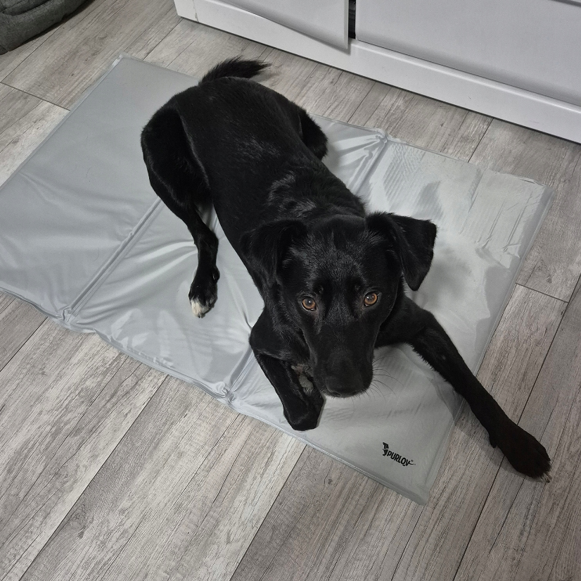 Охолоджувальний килимок для собак і кішок XXL 110x70см Purlov (Польща) Київ - фото 9