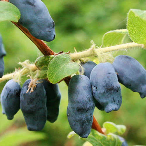 Саджанці жимолості Аврора (черенкований) - 3-річний Чернівці - фото 1