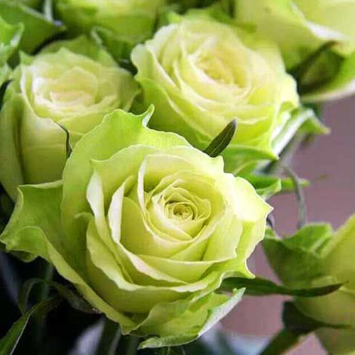 Саженцы роз Амандина (привитый) - 2-летний Черновцы - изображение 1